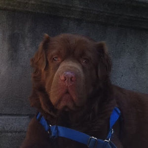 Meet your Posher, Anna holmes